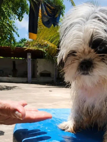 Cachorro filhote de shitzu