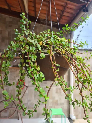 Vende-se jarro já com planta