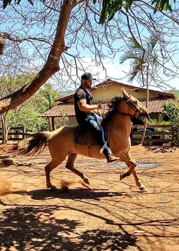 Cavalo (Manga larga Machador).