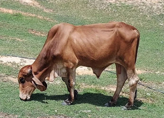 Vendo lote de 4 animais. Um Garrote Gir leiteiro mais três novilhas girolandas.