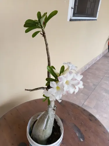 Plantas