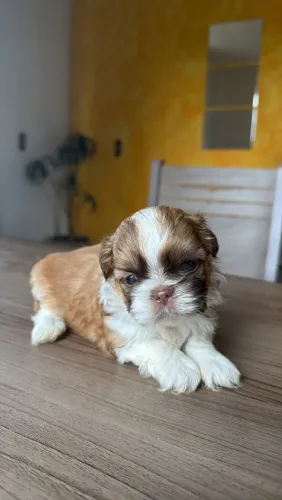 Shihtzu macho filhote