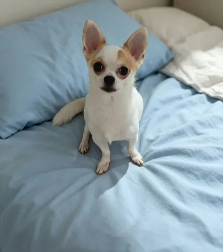 Chihuahua macho