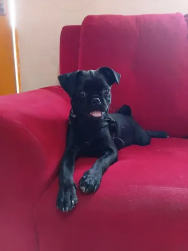 Pug raciado