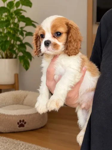 cavalier king charles spaniel
