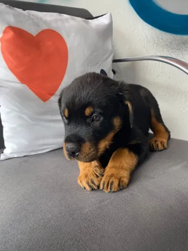 Filhote de Rottweiler um coração gigante em forma de filhote