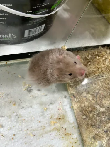 Hamster sírio 