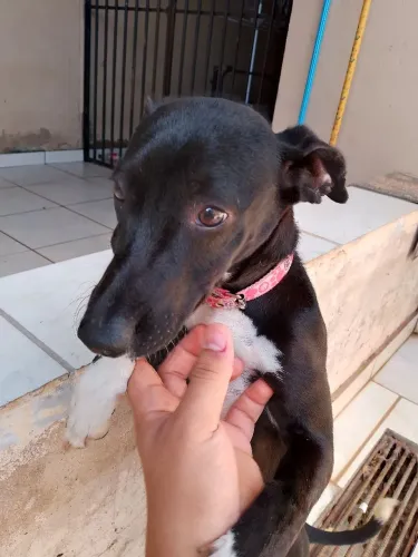 Cachorrinha 7 meses