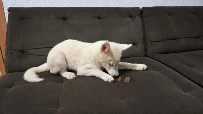 Husky Siberiano 