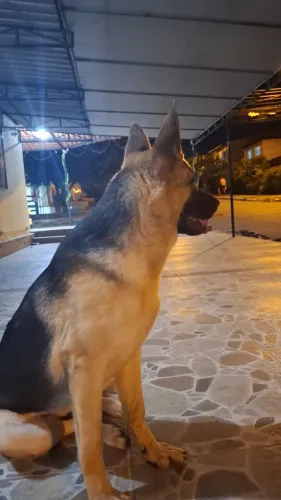 Vendo cadela pastor alemão