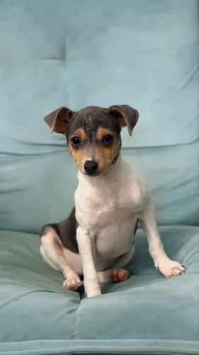 Terrier brasileiro