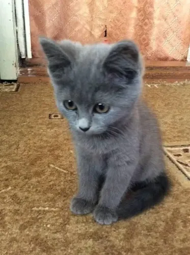 Vende-se Filhote da Raça Chartreux - O "Gato Sorridente" da França