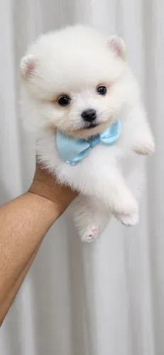 Lulu da Pomerânia branco 