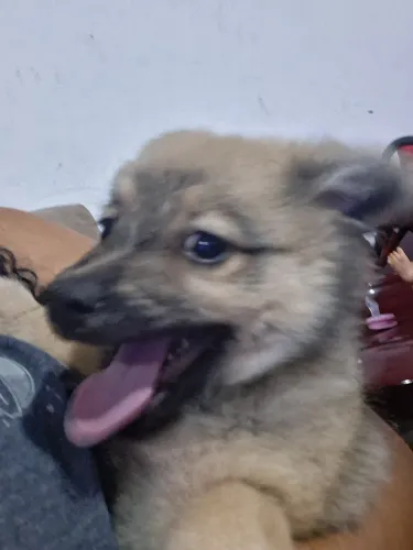 Cachorra  Spitz alemão 