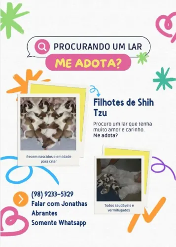 ADOTE UM SHIH TZU 