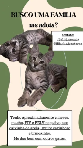 gatinho rajado pra adoção responsável