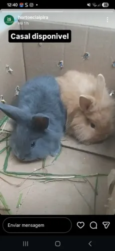 Mine coelho