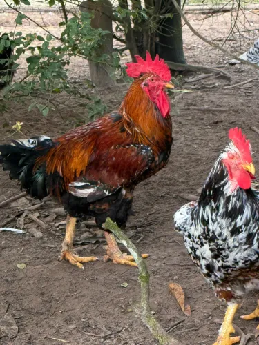 Potinhos e ovos Férteis de galinha sertaneja balão GSB
