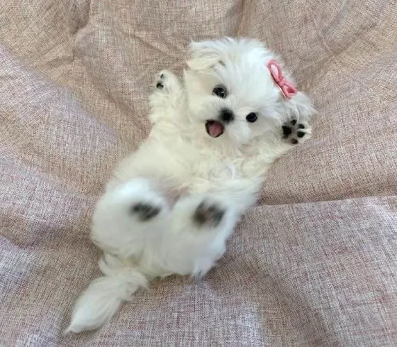 Filhote Maltês, Nada como um olhar carinhoso para alegrar seu dia!