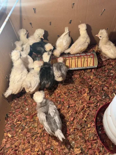 Vendo galinhas de raças, Galinhas d?angola, gansos, marrecos pavões e outras aves