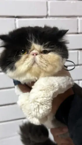 Gato persa macho