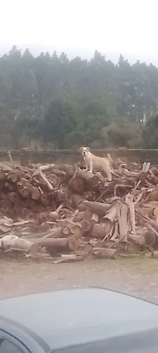 Bulldog campeiro 2 anos 