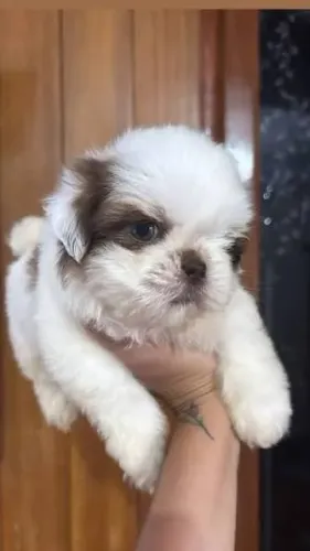 Shihtzu filhotes