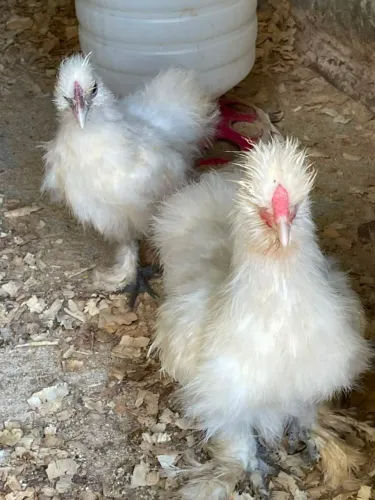 Galinhas Sedosas Frisada Casal Com 07 Meses