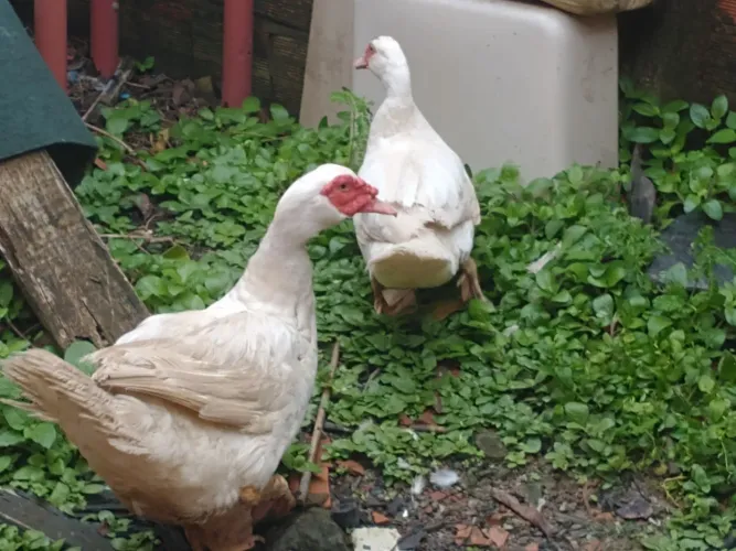 Casal de patos Paysandu
