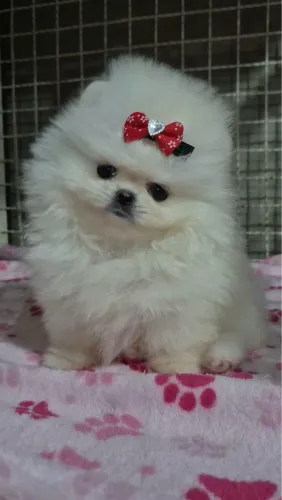 Lulu