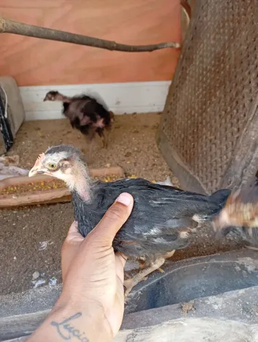 Vendo pintinho e frango misturados com galo de raça