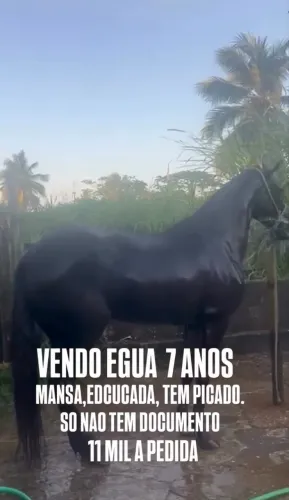 Vende egua 