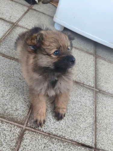 Cachorro spitz alemão