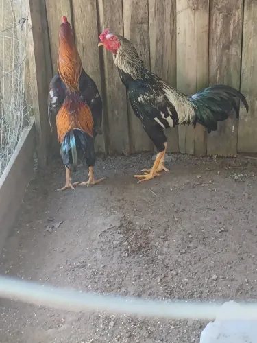 Galos