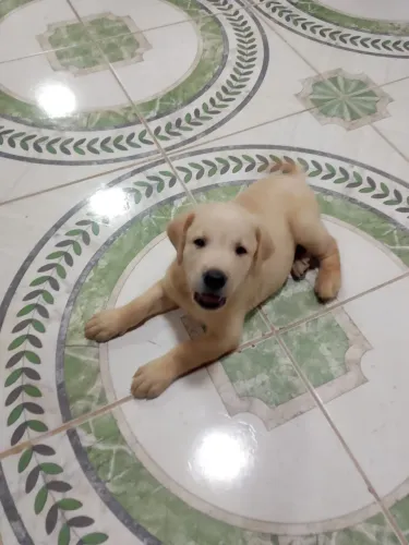 Labrador 
