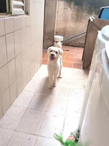 Adoção Responsável