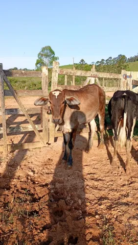 7 bezerros nelorado e místico