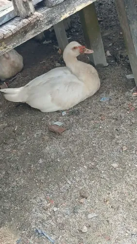 Vendo patos