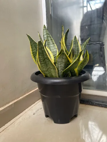Planta Espada de Santa Bárbara 