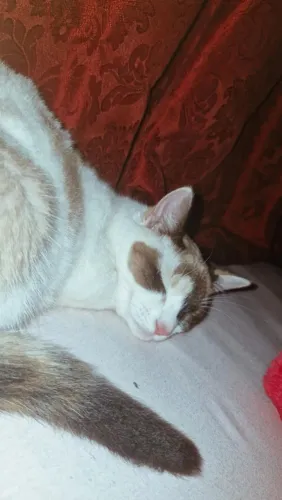 Doa-se gata fêmea filhote