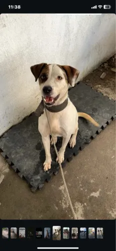 Cachorro pra adoção