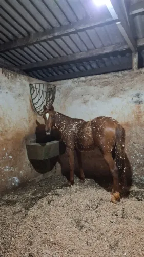 Cavalo Quarto de Milha 