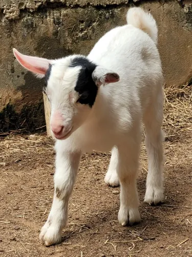 Mini bodinho 