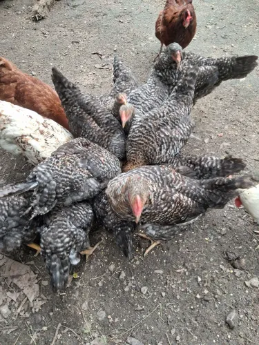 Frangas carijo dupla aptidão com 3 meses e meio