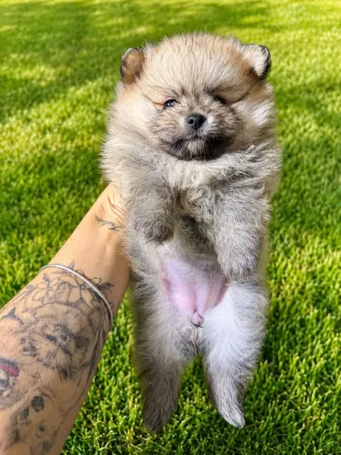 Lulu da Pomerania