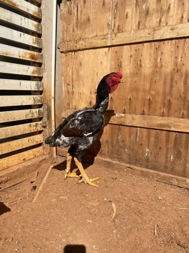 Reprodutor índio gigante
