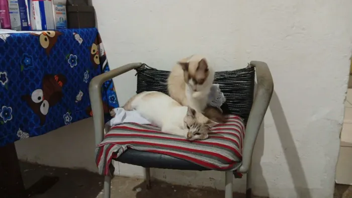Doa-se gatos