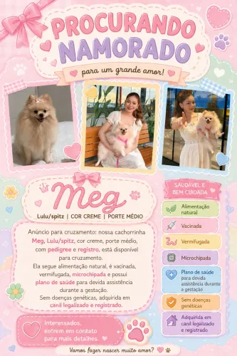 Lulu da pomerania/ spitz busca namorado - cruzar