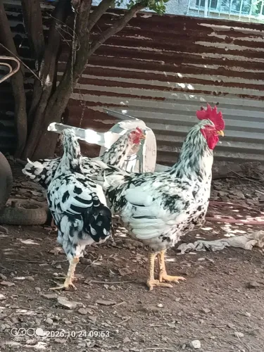 Galinha balão (GSB)