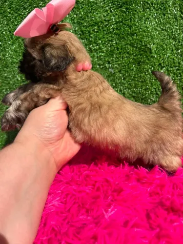 Shitzu mini
